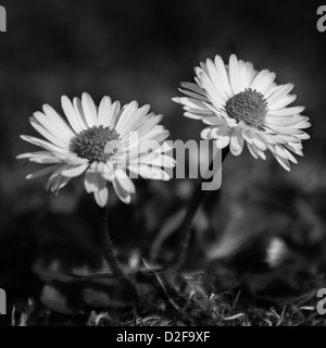 Daisy Flower - A pair of flowering common daisy (bellis perennis) in black and white Stock Photo