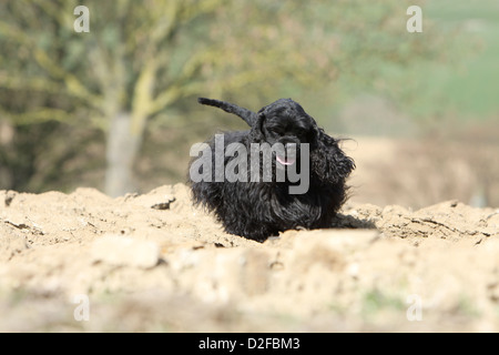 Dog American Cocker Spaniel adult (black) running in a field Stock Photo