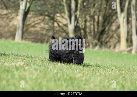 Dog American Cocker Spaniel adult (black) running in a meadow Stock Photo