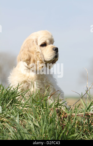 Dog American Cocker Spaniel puppy (cream) sitting behind the grass Stock Photo