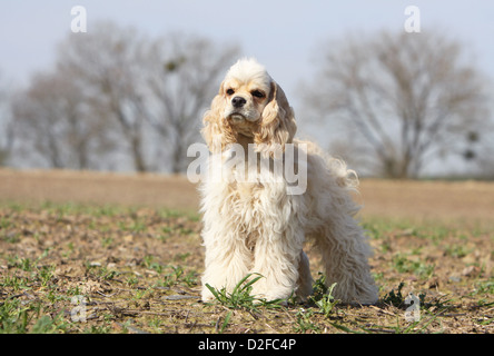 Dog American Cocker Spaniel adult (cream) standing in a field Stock Photo