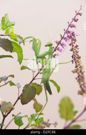 Praying mantis on a flowering Tulsi plant against white background
