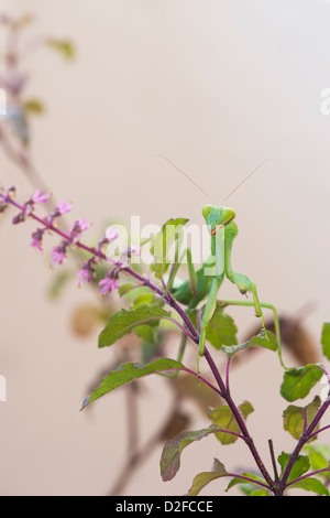 Praying mantis on a flowering Tulsi plant against white background