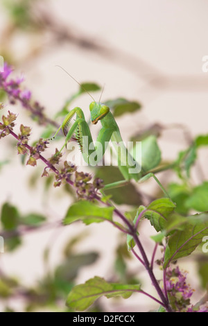 Praying mantis on a flowering Tulsi plant against white background