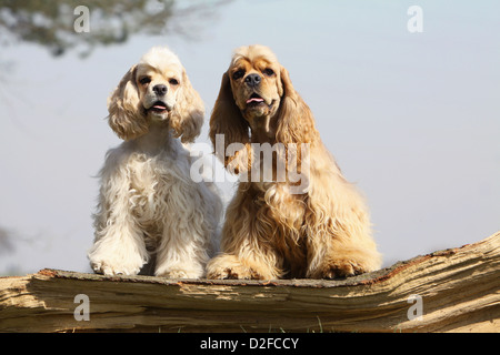 Dog American Cocker Spaniel adults different colors (cream and golden)  sitting on a wood Stock Photo