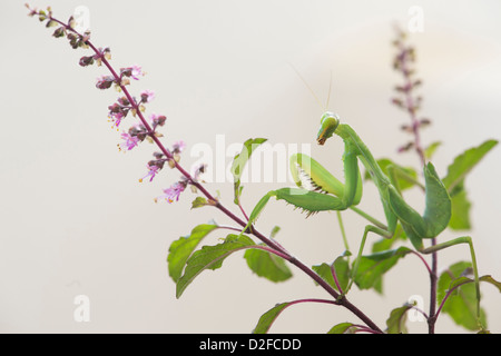 Praying mantis on a flowering Tulsi plant against white background