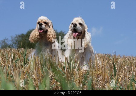 Dog American Cocker Spaniel two adults (cream) sitting in a field Stock Photo