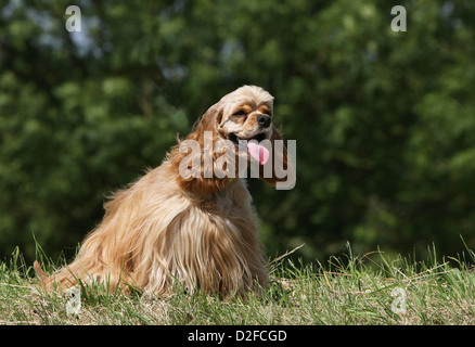Dog American Cocker Spaniel adult (golden) sitting in a meadow Stock Photo