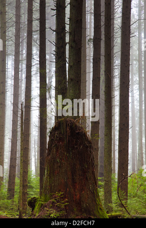 A rotting tree stump in a temperate rain forest near Vancouver, British Columbia, Canada Stock Photo