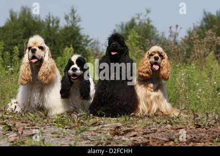 Dog American Cocker Spaniel four adults different colors (cream, black and white, , black, golden) sitting in a meadow Stock Photo