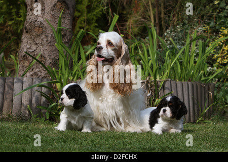 Dog American Cocker Spaniel  adult and two puppies (white and orange, black and white) sitting in a garden Stock Photo