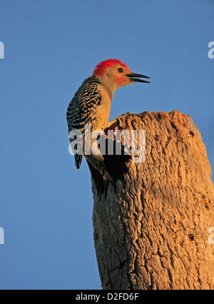 Red-bellied Woodpecker (Melanerpes carolinus) male Stock Photo