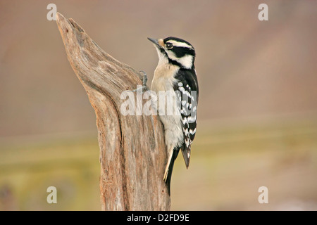 Downy Woodpecker (Picoides pubescens) female Stock Photo