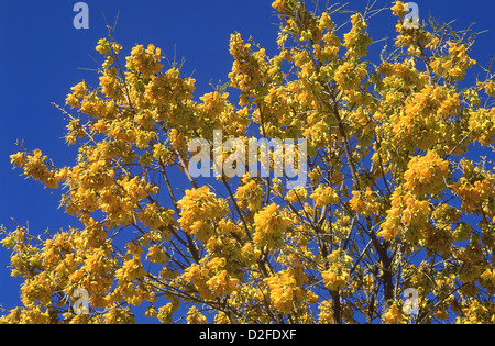 Native Kōwhai flowers (Sophora), Christchurch Botanical Gardens, Christchurch (Ōtautahi), Canterbury, New Zealand Stock Photo