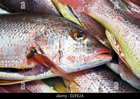 Golden snapper hi-res stock photography and images - Alamy