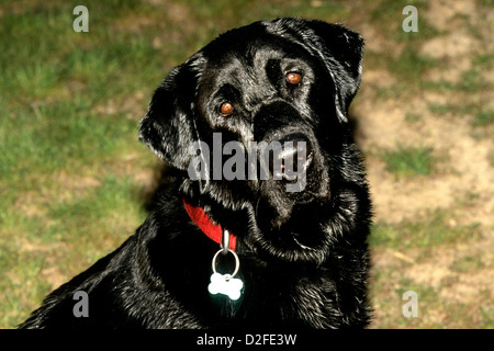 Black Labrador retriever portrait Stock Photo