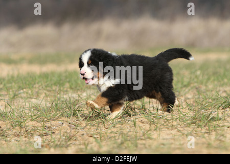 Dog Bernese Mountain Dog puppy walking in a field Stock Photo