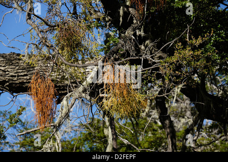 Parasitic false mistletoe (Chinese lantern, Mizodendrum sp.) growing on lenga beech tree, Patagonia, Argentina Stock Photo