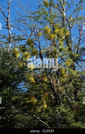 Parasitic false mistletoe (Chinese lantern, Mizodendrum sp.) growing on lenga beech tree, Patagonia, Argentina Stock Photo