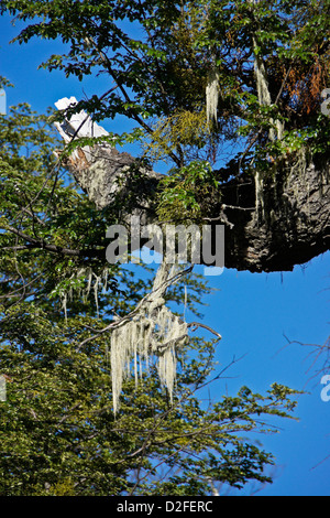 Parasitic false mistletoe (Chinese lantern) and old man's beard growing on lenga beech tree, Patagonia, Argentina Stock Photo