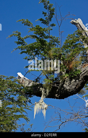 Parasitic false mistletoe (Chinese lantern) and old man's beard growing on lenga beech tree, Patagonia, Argentina Stock Photo