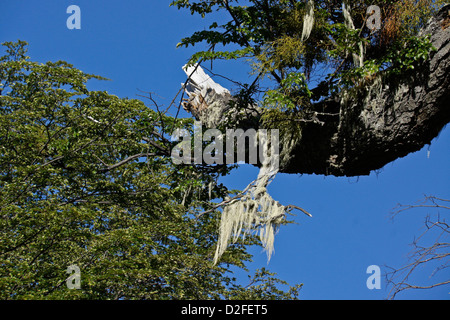 Parasitic false mistletoe (Chinese lantern) and old man's beard growing on lenga beech tree, Patagonia, Argentina Stock Photo