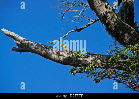 Austral parakeet (Austral conure, emerald parakeet) sitting in tree, Patagonia, Argentina Stock Photo