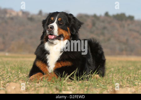 Dog Bernese Mountain Dog   adult lying in a field Stock Photo