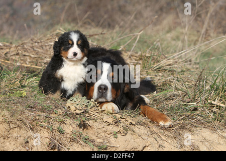 Dog Bernese Mountain Dog adult and puppy lying in a meadow Stock Photo