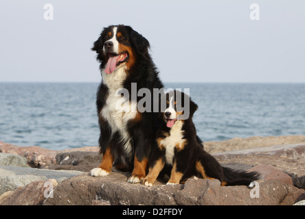 Dog Bernese Mountain Dog adult and puppy sitting on the rocks Stock Photo