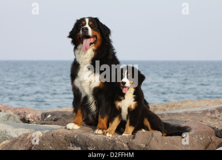 Dog Bernese Mountain Dog adult and puppy sitting on the rocks Stock Photo