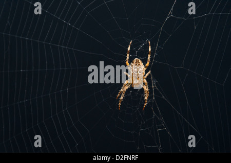 Common garden Spider on its spider web, UK Stock Photo