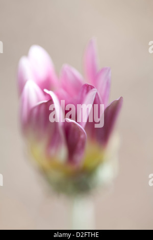 A pink Gazania daisy in soft focus Stock Photo