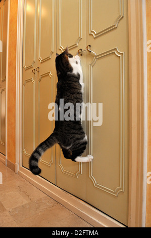 Cat jumping up to play in a corridor Stock Photo