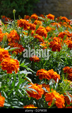 Orange carnation flowers in garden in summer Stock Photo