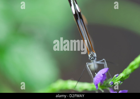 A glasswing butterfly with its wings up, Greta Oto Stock Photo