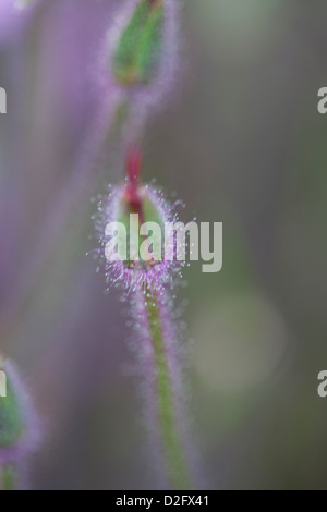 A flower stem with bud, Madeira Cranesbill, Geranium Maderense Stock Photo