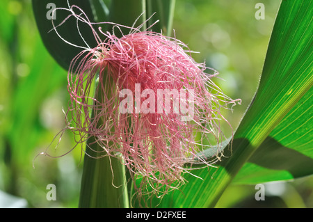 close on corn silks forming pink filaments Stock Photo
