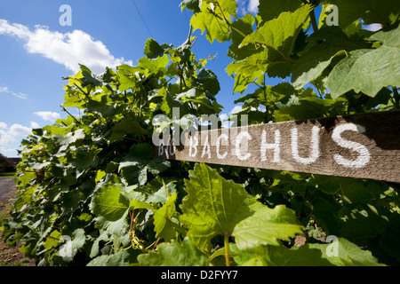 Bacchus vines at the Chapel Down Winery Stock Photo