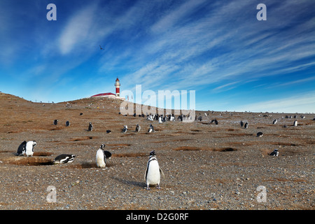 Colony of magellanic penguins on Magdalena island, Strait of Magellan, Chile Stock Photo