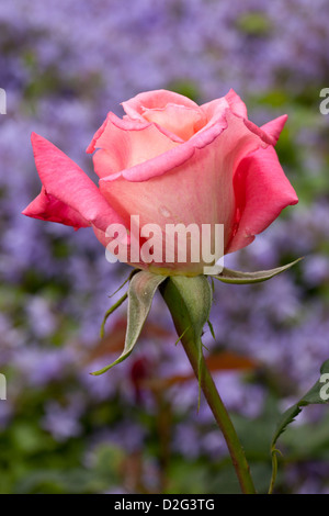 Teehybrid-Rose, "Madona", Rosa, Rosales, Rosaceae, Stock Photo