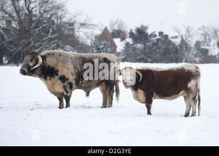 English Longhorn Cow and Calf Stood in a Snow covered Field in Oxfordshire England Stock Photo