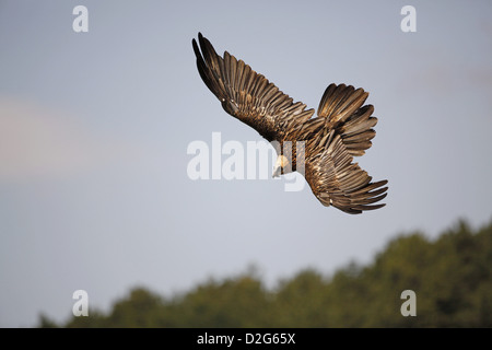 Bearded Vulture (Lammergeier), Gypaetus barbatus, adult in flight Stock Photo