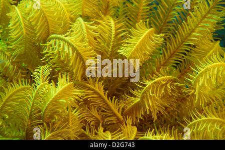 Feather star Crinoid. Australia, Pacific Stock Photo