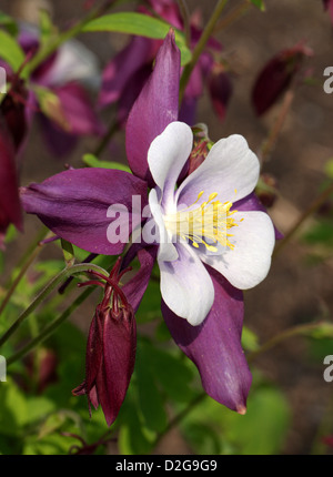 Colorado Blue Columbine, Aquilegia caerulea 'Swan Lavendar', Ranunculaceae. Cultivar of Garden Origin. Stock Photo