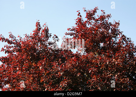 Copper Beech Tree, Fagus sylvatica, Fagaceae. Stock Photo