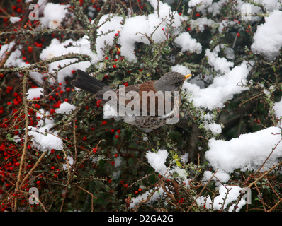 Fieldfare, Turdus pilaris, Turdidae. A Thrush that is a Winter Visitor to the UK from Scandinavia.  Feeding on Cotoneaster. Stock Photo