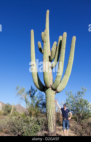 Man Standing next to a Giant Cactus in Saguaro N.P. , Arizona, USA Stock Photo