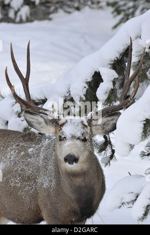 A portrait image of a wild mule deer buck with snow on his face Stock Photo