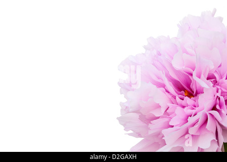 One pink peony isolated on white background Stock Photo